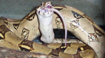 sooch eat