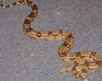 boa