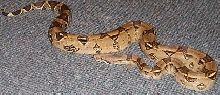 boa