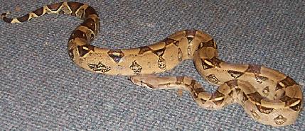 boa
