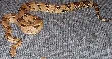 boa