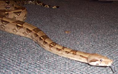 boa