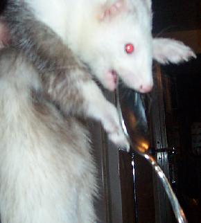 spoon