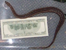 tentacled