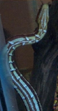 tent belly