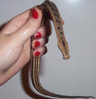 tentacle