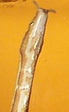 tentacled snake