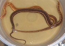 tentacled snakes