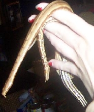 tentacled snakes