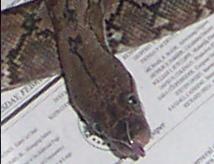 retic 1
