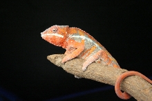 My new Ambilobe/Picasso
