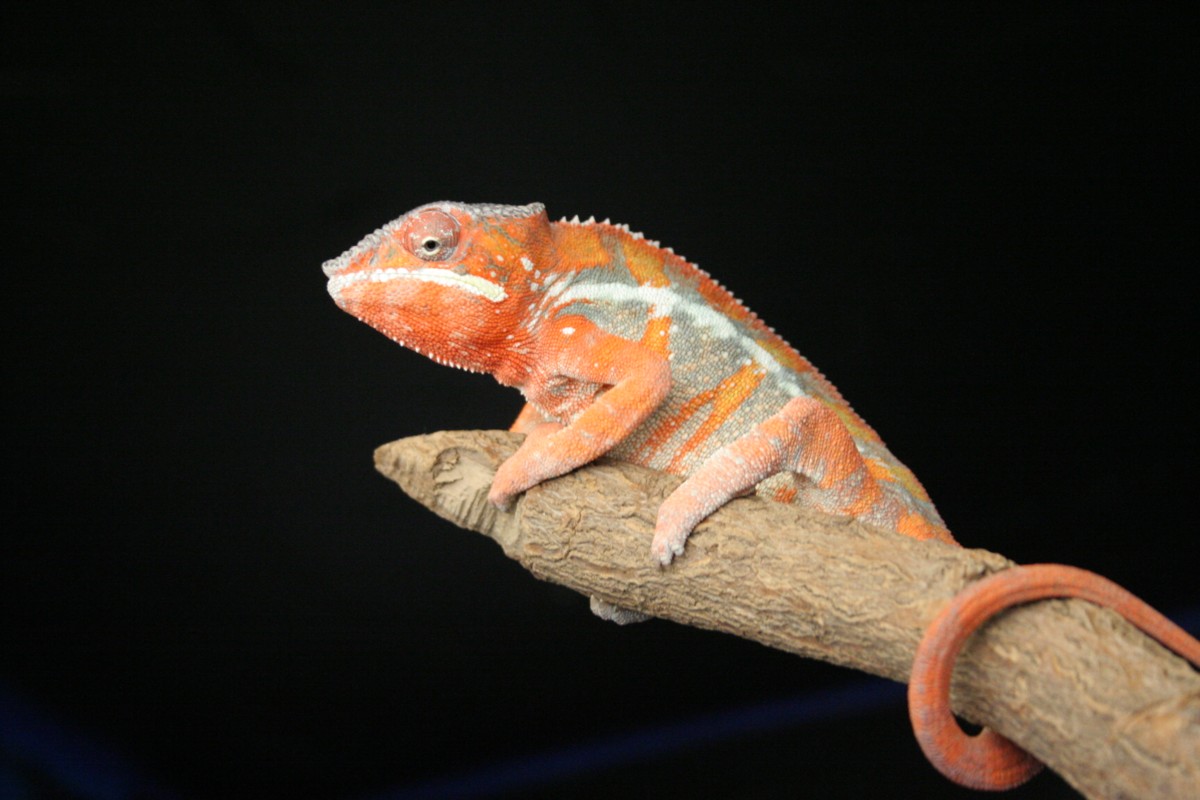 My new Ambilobe/Picasso