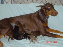 The proud mother and her pups.