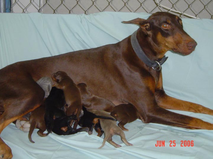 The proud mother and her pups.