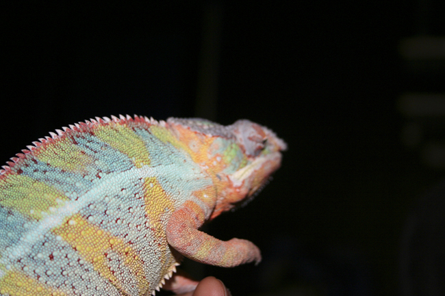 Showing off his oranges