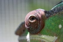 Close up of my Nosy Mitsio's eye