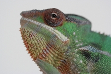 Nosy Mitsio