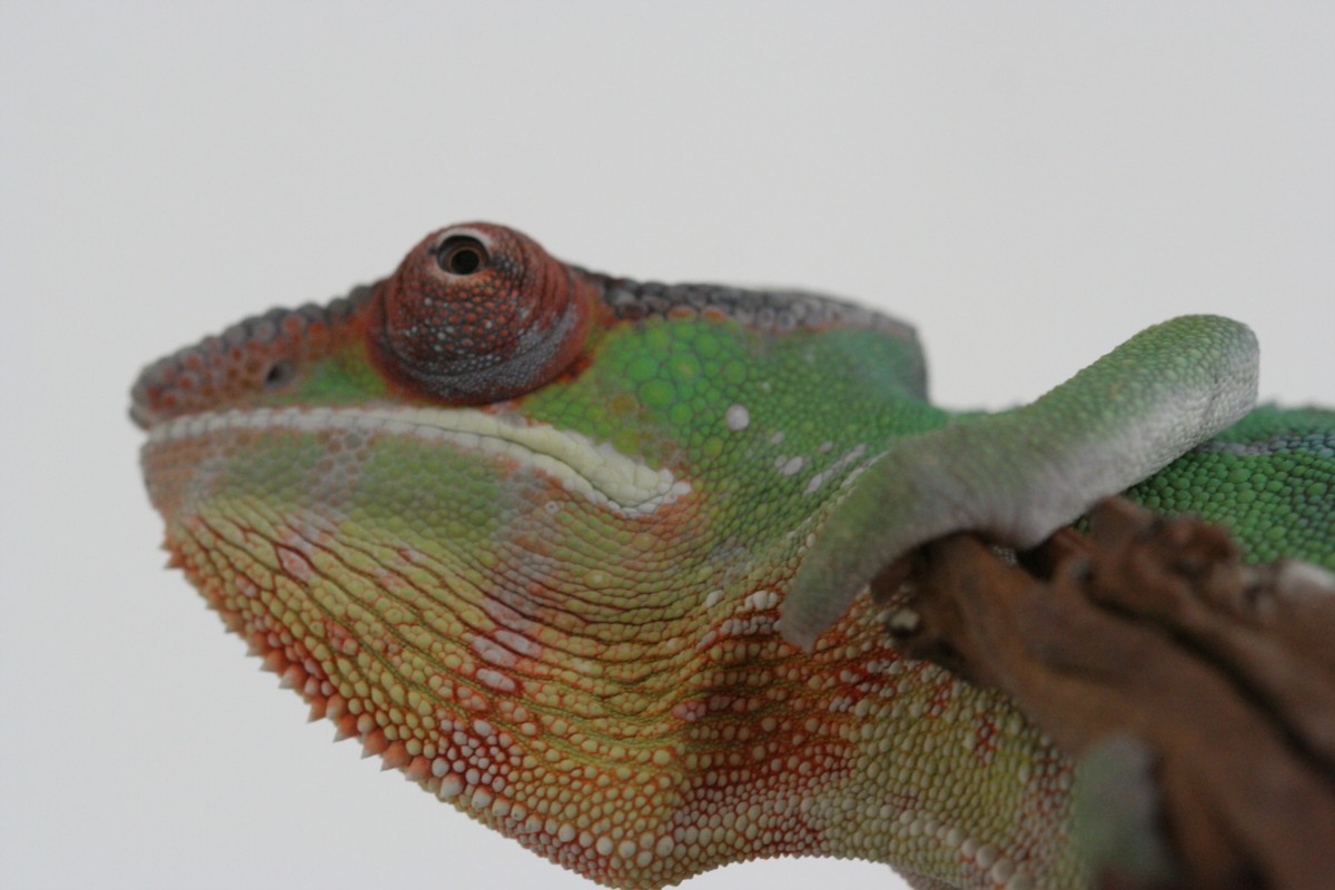 Another shot of my Soabana
