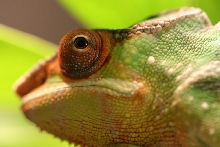 Nosy Mitsio's face