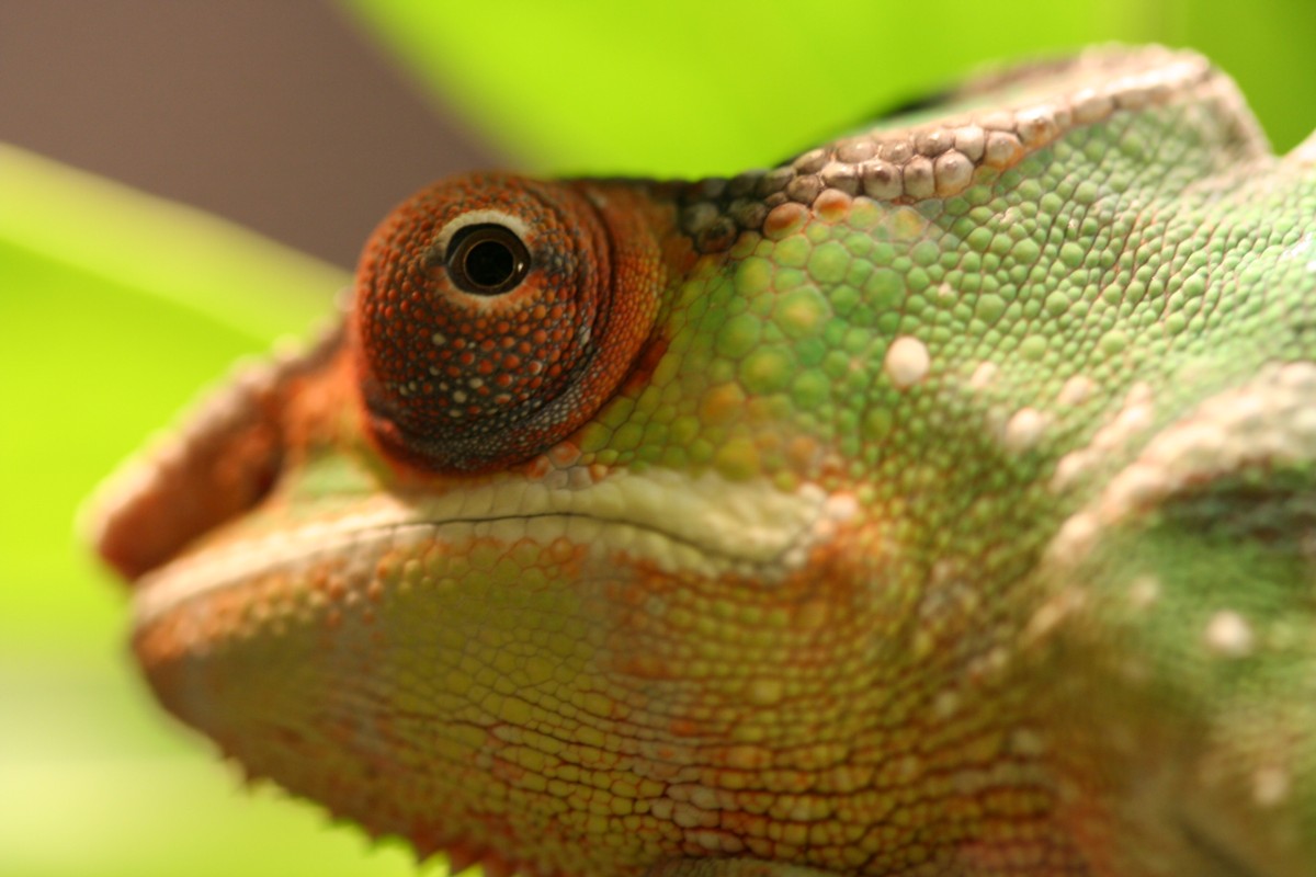 Nosy Mitsio's face