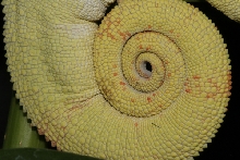 Nosy Mitsio Tail