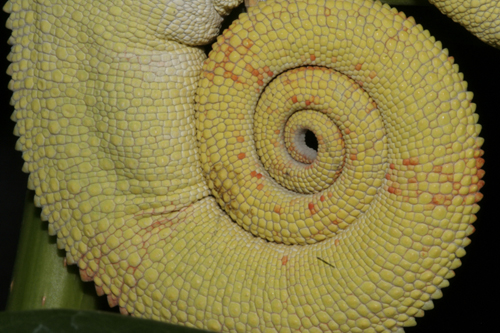 Nosy Mitsio Tail