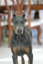 My 4 month old Blue Dobe w/ show cut ears.