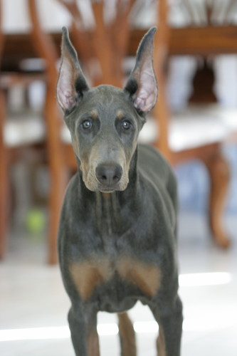 My 4 month old Blue Dobe w/ show cut ears.