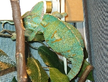 Gravid veiled chameleon