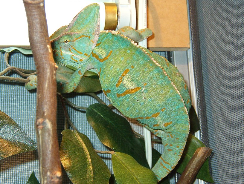 Gravid veiled chameleon