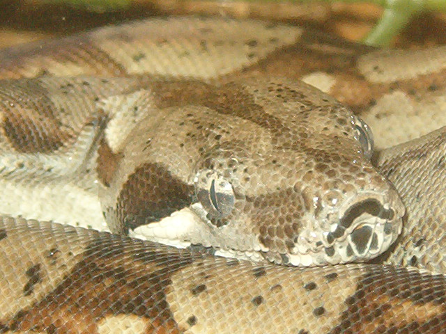 Boa