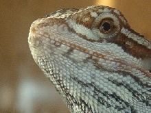 female