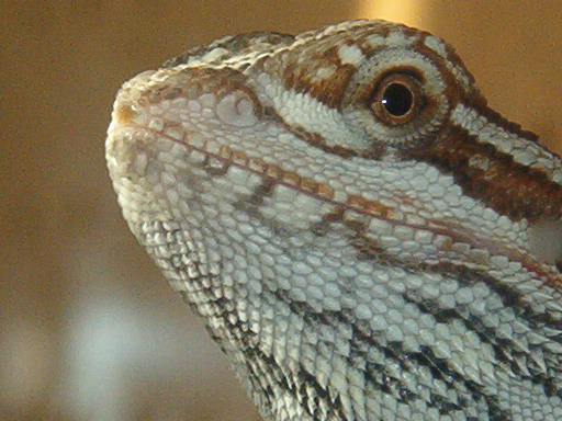 female