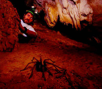 big spider