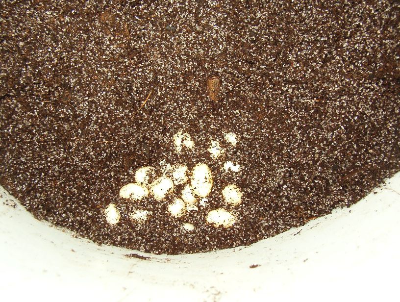 chameleon eggs