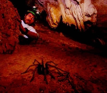 new spider?