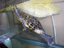 Koopa