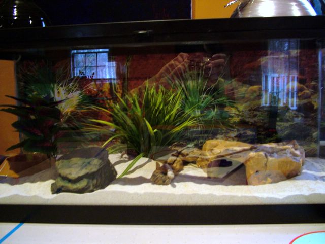 Talia's viv 1