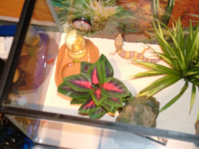 tilia's viv