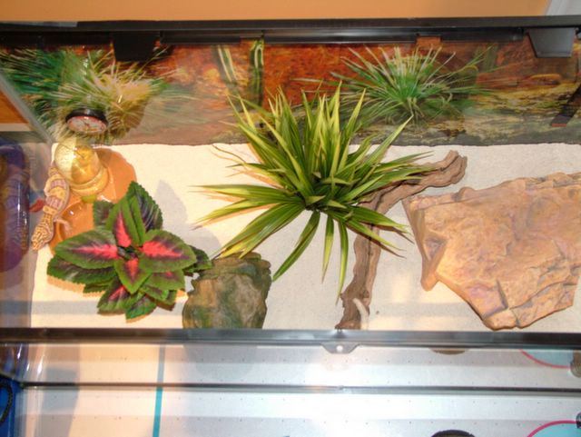 talias viv 3