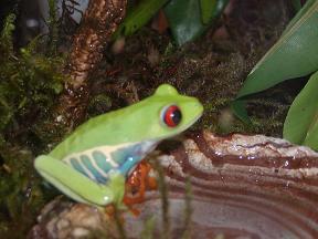 My Red Eye 2