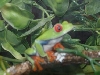 My Red Eye