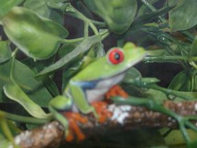 My Red Eye