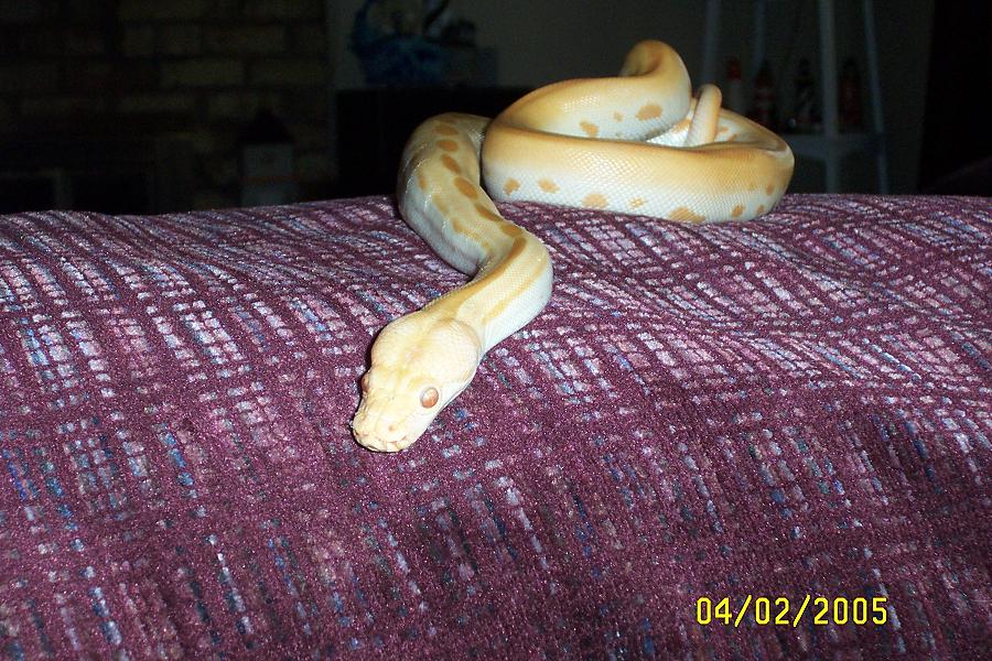Patternless Albino Burm