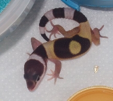 Baby-2 Gecko