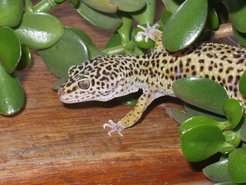 Holly-1