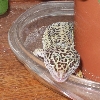 Holly-2