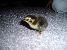 Little cortunix quail chick, hours old.