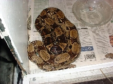 boa