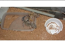 pair of leapard geckos